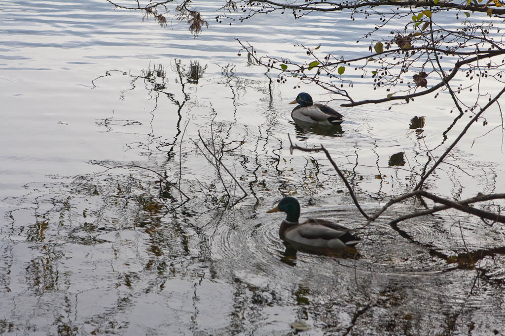 Wałcz - ducks and lake Zamkowe