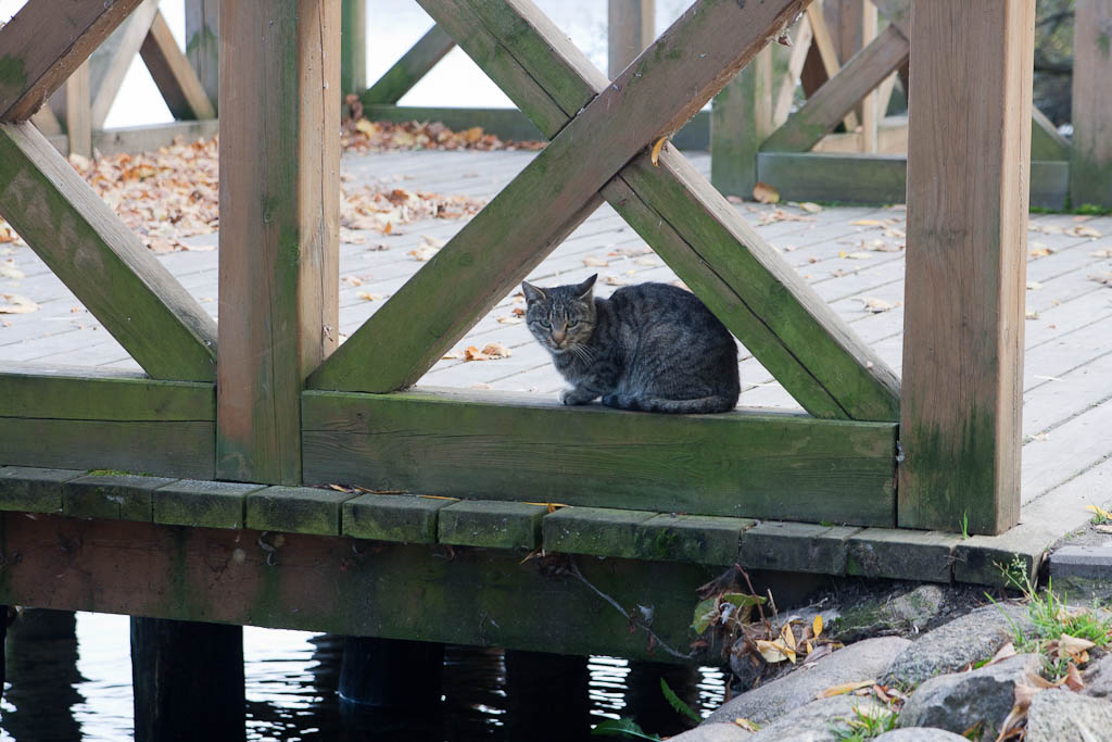 A cat on a bridge