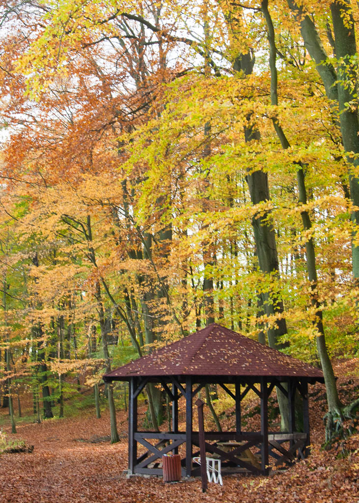 Wałcz - Lake Raduń in autumn, tree avenue