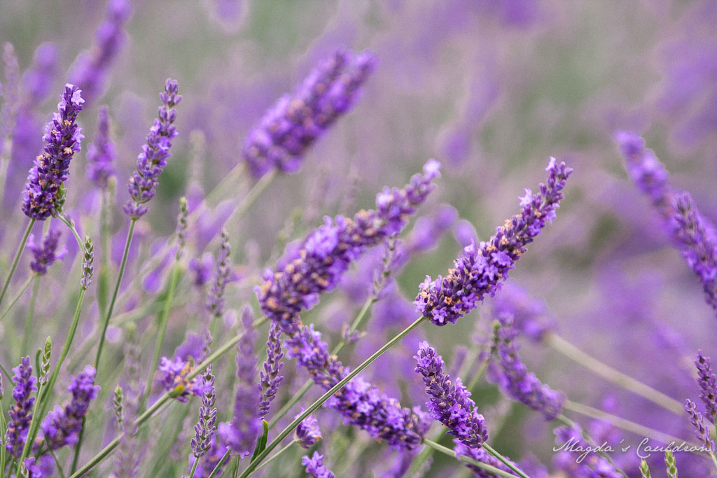 Wexford lavender farm