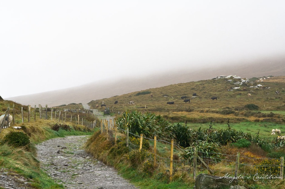 kerry in the fog-2